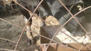 ОТКОРМ БЫКОВ БЫКИ КАК БИЗНЕС