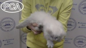 Сибирский котенок. Выставка кошек PCA on-line