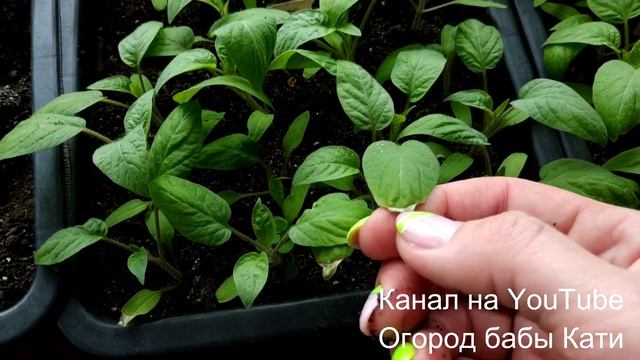 ПРАВИЛЬНЫЙ ПОЛИВ РАССАДЫ ТОМАТОВ И РАССАДЫ ПЕРЦЕВ! КАК ЧАСТО ПОЛИВАТЬ РАССАДУ?