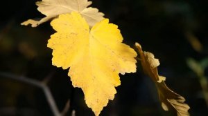 გია ყანჩელი - "ყვითელი ფოთლები"Gia Kancheli - "Yellow Leaves"Гия Канчели - "Желтые листья" 2019