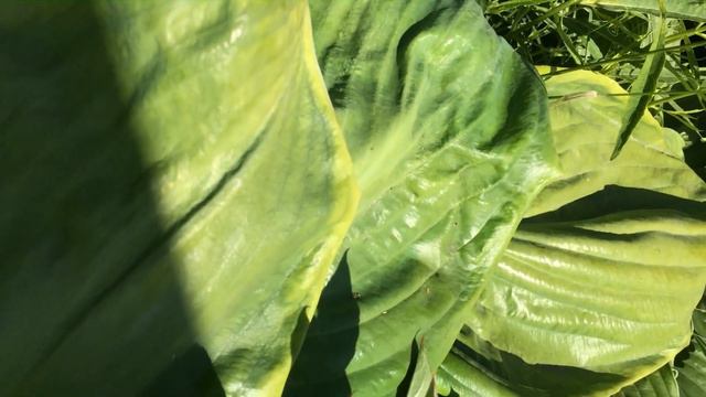 Хоста 'Beauty Substance' #hosta #хостабьютиcабстенс #хостакосметическаясубстанция смотреть онлайн