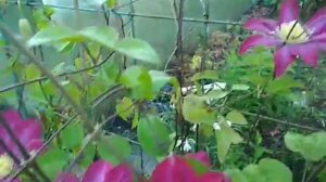 клематис Какио (Clematis Kakio )