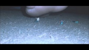 unaware giantess family crush