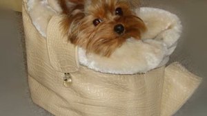 Сколько живут йоркширские терьеры в домашних условиях