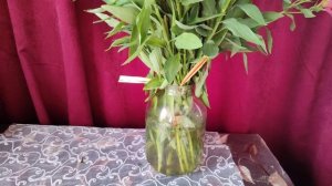Альстрёмерия.  Как продлить свежесть, срезанного букета?!