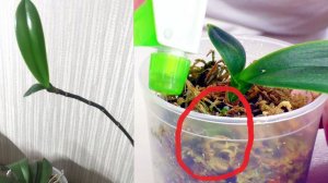 Детка орхидеи БЕЗ корней, но корни вырастут, если отрезать цветонос вместе с Деткой.