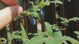 Жимолость ягодная сортов  Ленинградский великан, Ленита, Морена и Герда. июнь 2022.mp4