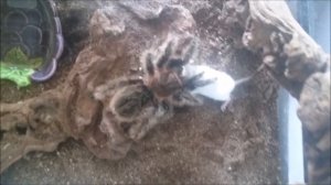 Паук птицеед убивает мышь ★ Tarantula kills mouse