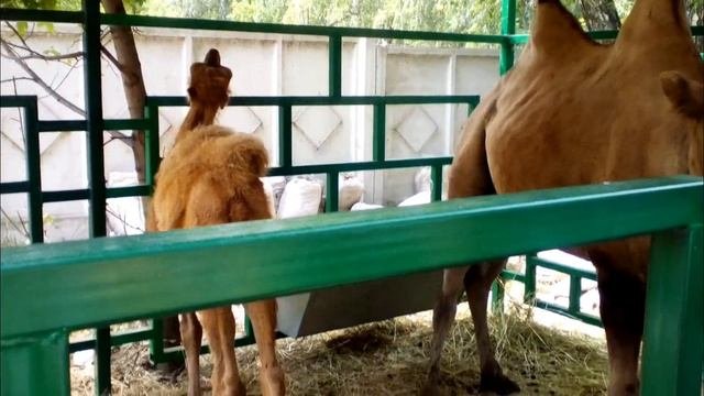 Верблюды, яки и северный олень на выставке АгроОмск 2018г