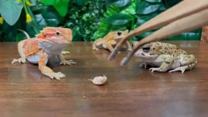 Дракон шустрее квакш