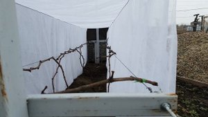 Укрытие винограда агроспаном, защита от возвратных заморозков.