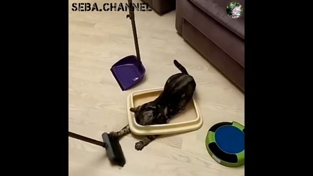 КАК РАЗВЛЕЧЬ КОТА С ПОМОЩЬЮ ЩЕТКИ смотреть онлайн