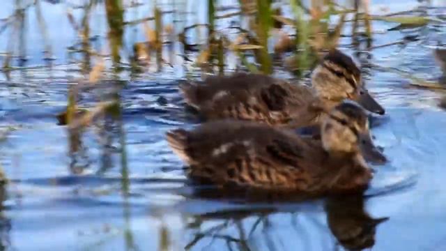 Поздние выводки августа 2013 г. ( Mallard / Tufted Duck (Tufted Pochard) смотреть онлайн