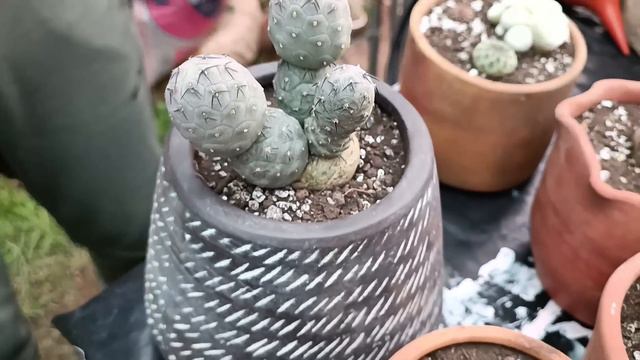 RECIEN LLEGADAS A LA COLECCIÓN #suculentas #cactus #echeveria смотреть онлайн