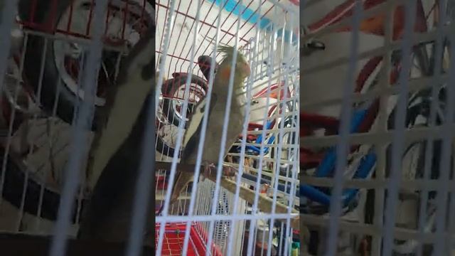 12 de septiembre de 2020 FLM UPDATE GULP STEWARD FROM BARCELONA ANG PAG LIPAD NI AGUILA AT BATHALA смотреть онлайн