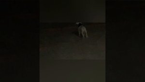 Отличия русского и английского спаниэлев