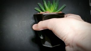 Моя хавортия трунката(haworthia truncata). Обзор на мой красивый суккулент. Особенности и уход.