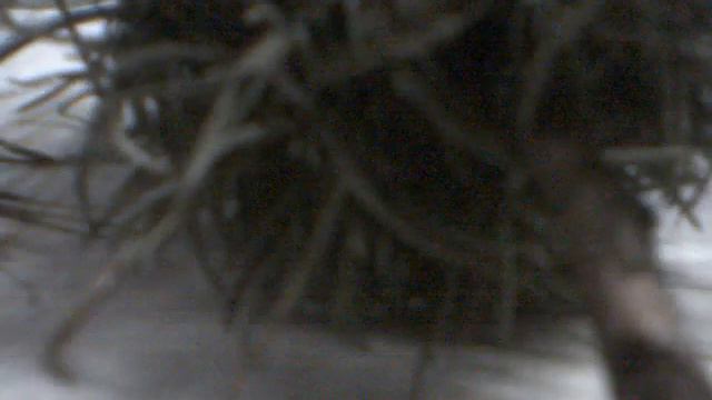 Tillandsia sp. para Sabina Donadio смотреть онлайн