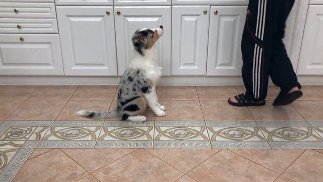 Дрессировка аусси: "Выдержка" - 1 смотреть онлайн