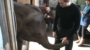 Андрей Дементьев-корнилов о  слонах.