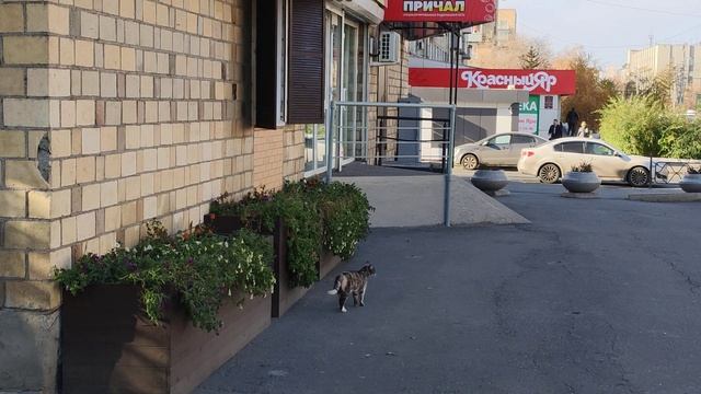 Ванда расширяет границы,тренируя мою сердечную мышцу)))) #котики #любимыеживотные #путешествие #
