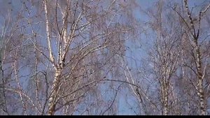 Перелётные птицы Тюменской области. The migratory birds of Tyumen region.