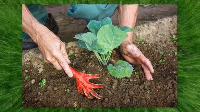 Цветная капуста: выращивание, уход