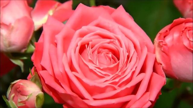 Салон цветов - "Цветочный домик" смотреть онлайн