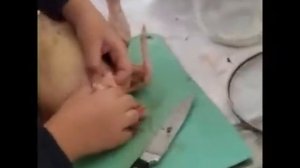 Как потрошить курицу. Это не сложно. Часть 3. Мастер-класс от Фимы