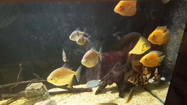 Аквариум с милеусами и северумами (Myleus, Heros severus) смотреть онлайн