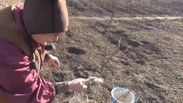 Побелка деревьев- защита от солнечных ожогов.