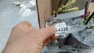 Обзор новинки  от Цветника Поволжья.крупнолистные гортензии Меджик Чоколейт и Меджик Фарфалла