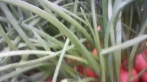 первый опыт выгонки лука на перо (стелажи)