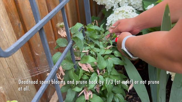 Pruning Type 3 Clematis / Deadheading Reblooming Daylily / Collecting Columbine Seeds - July 2022 смотреть онлайн