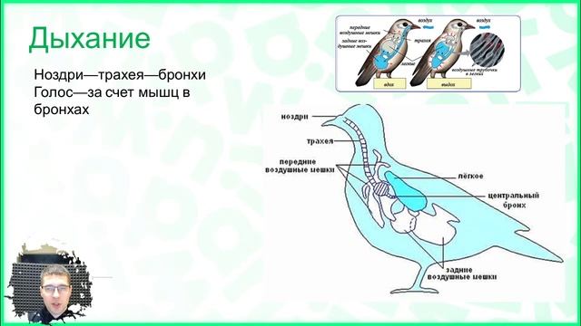 Тема №3: Птицы смотреть онлайн