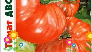 Томат Дворцовый. Краткий обзор, описание характеристик solanum lycopersicum Dvortcovyj