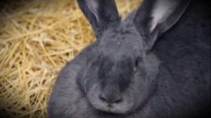 Определение беременности кроликов сколько оно длится