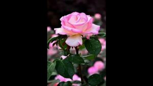 Профессия цветовод