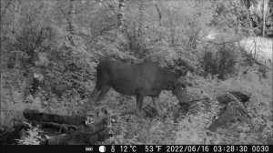 фотоловушка нс 801а