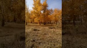 П. Ж. Знакомый стук не потревожит... (Дворовая песня)