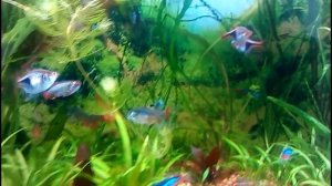 Боковое освещение аквариума. аквариумные светильники с алиэкспресс