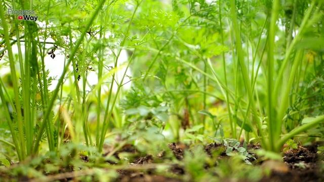 Морковь С Ума Сходит От Этой Подкормки В Июле-Августе! Чем Подкормить Морковь Чтобы Выросла Крупна