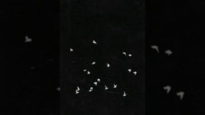 Hammali & Navai - Птичка (by cover Kamik)