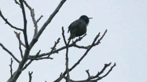 Чёрный дрозд - птица Common blackbird (Turdus merula)
