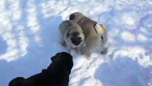 Мопсы на зимней прогулке.MOV