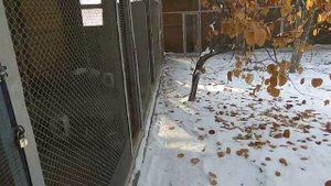 Как были построены вольеры для Фазанов?