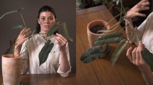 Philodendron atabapoense Houseplant Care — 201 of 365