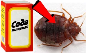 Как избавиться от клопов За 3 Секунды!