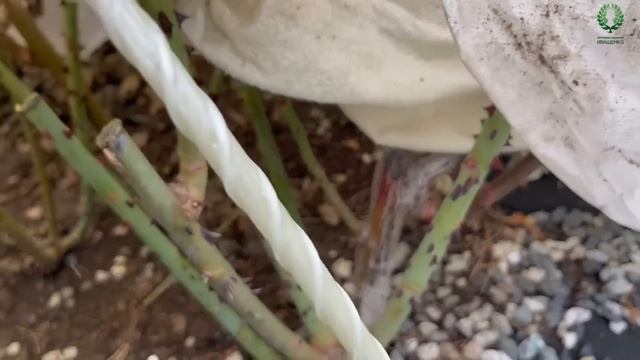 Сошёл снег. Первые мероприятия с розами весной. Питомник растений Е. Иващенко смотреть онлайн