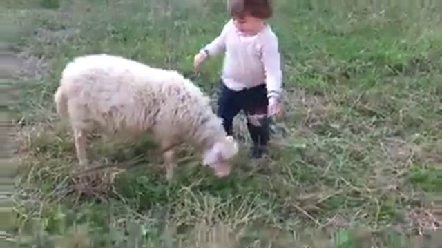 Овечка играет с ребёнком/Sheep plays with the child смотреть онлайн